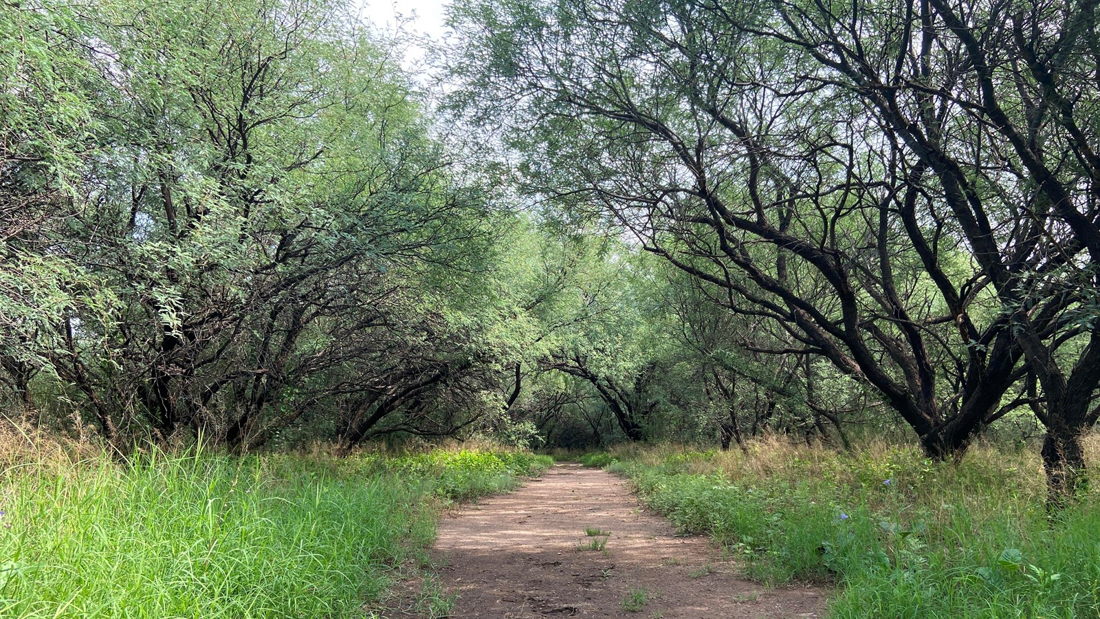 mesquite tree-lined trail with blue sky above