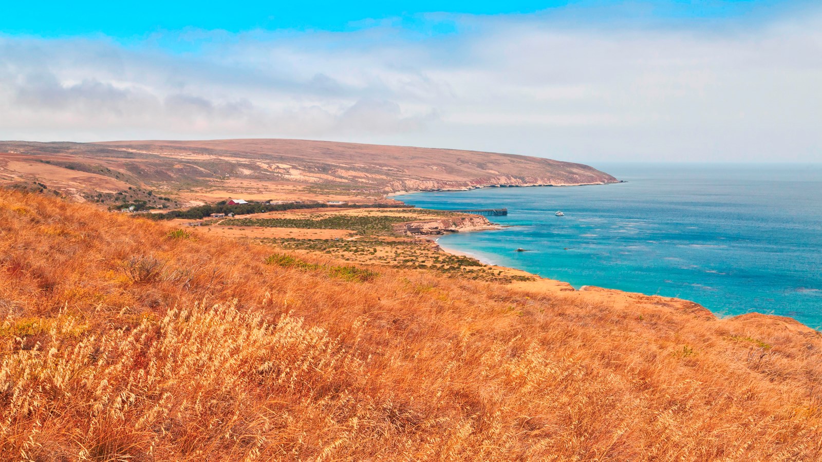 Golden grass covering low hillsides that cascade into the sea.