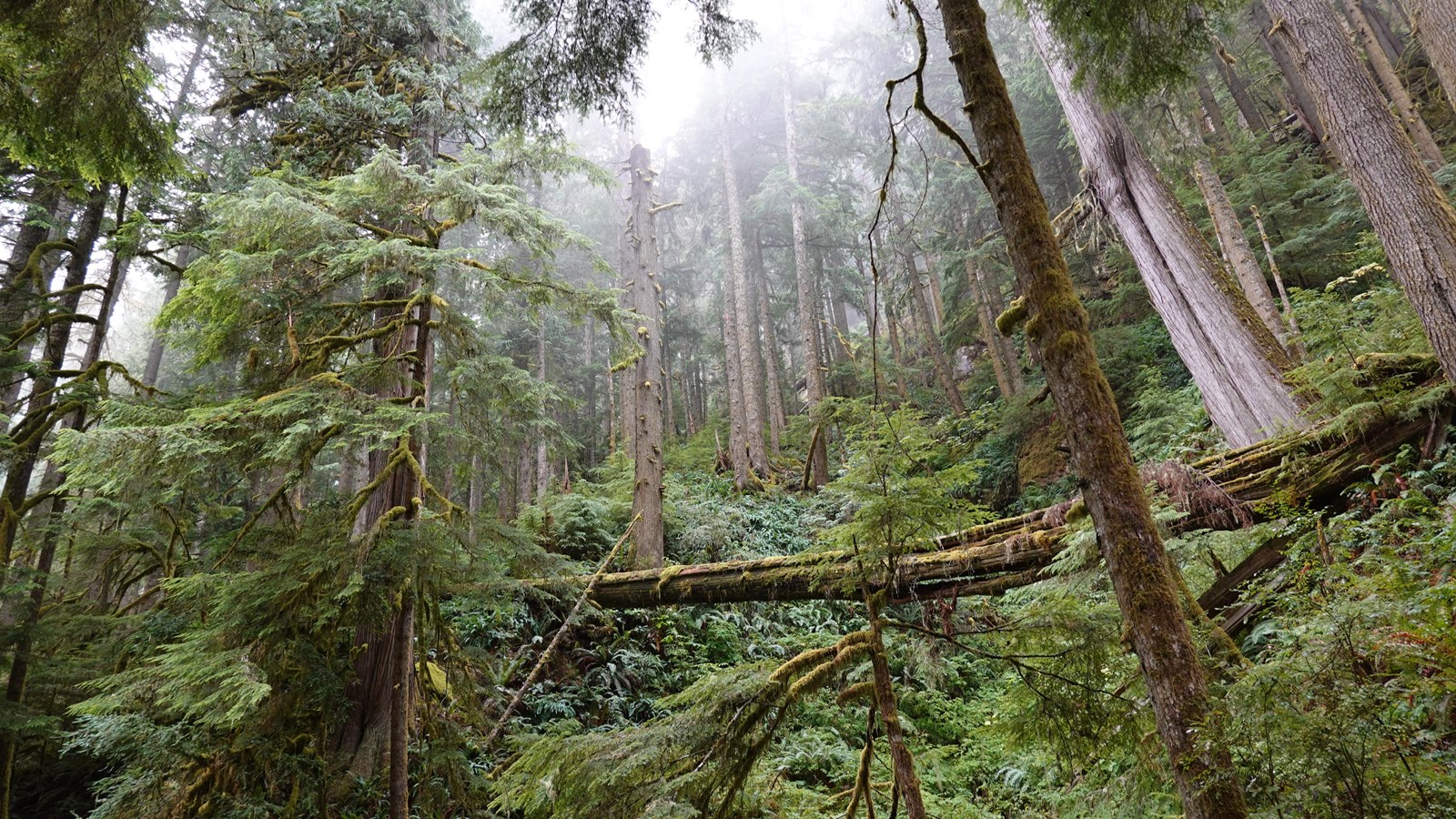 A gully cuts through the slope of a valley in a dense rainforest.