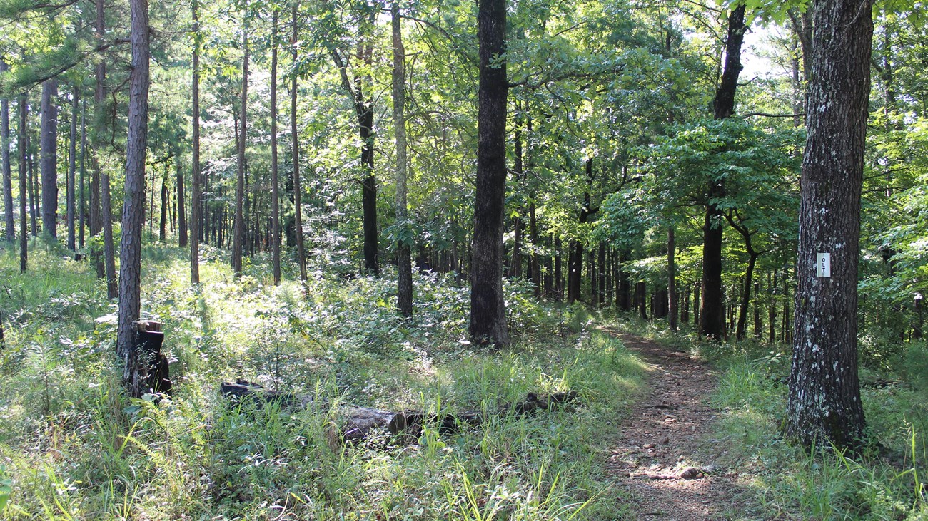 A trail meanders through a forest.