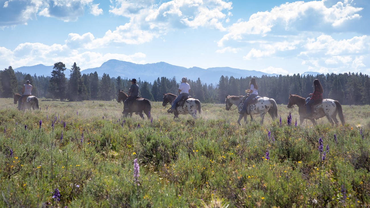 People on horseback ride through a field of sagebrush with mountains in the distance.