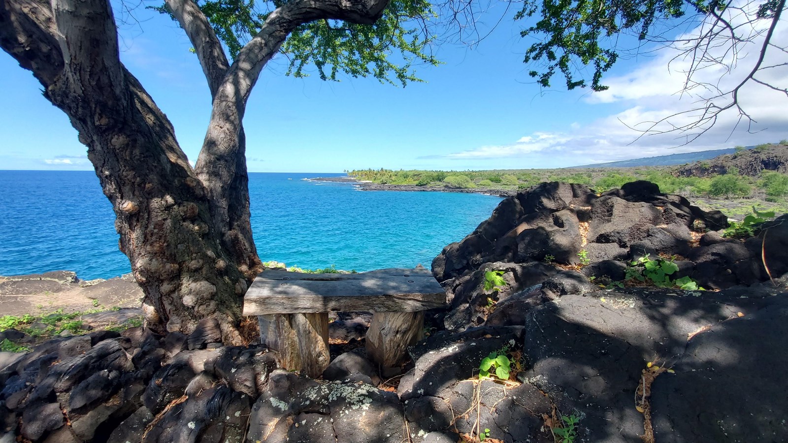 A small bench in the shade of a tree looks out over an expansive South Kona shoreline view