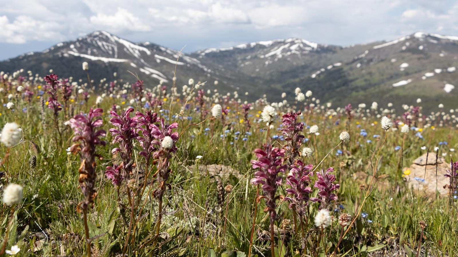 Wildflowers bloom in an alpine meadow with mountains in the distance.