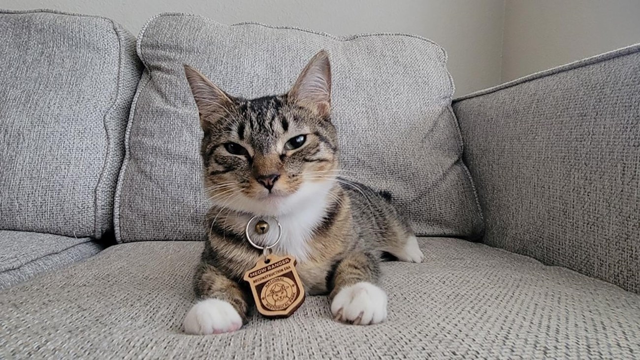 A tan striped cat with white chest and socks sits wearing a wooden badge