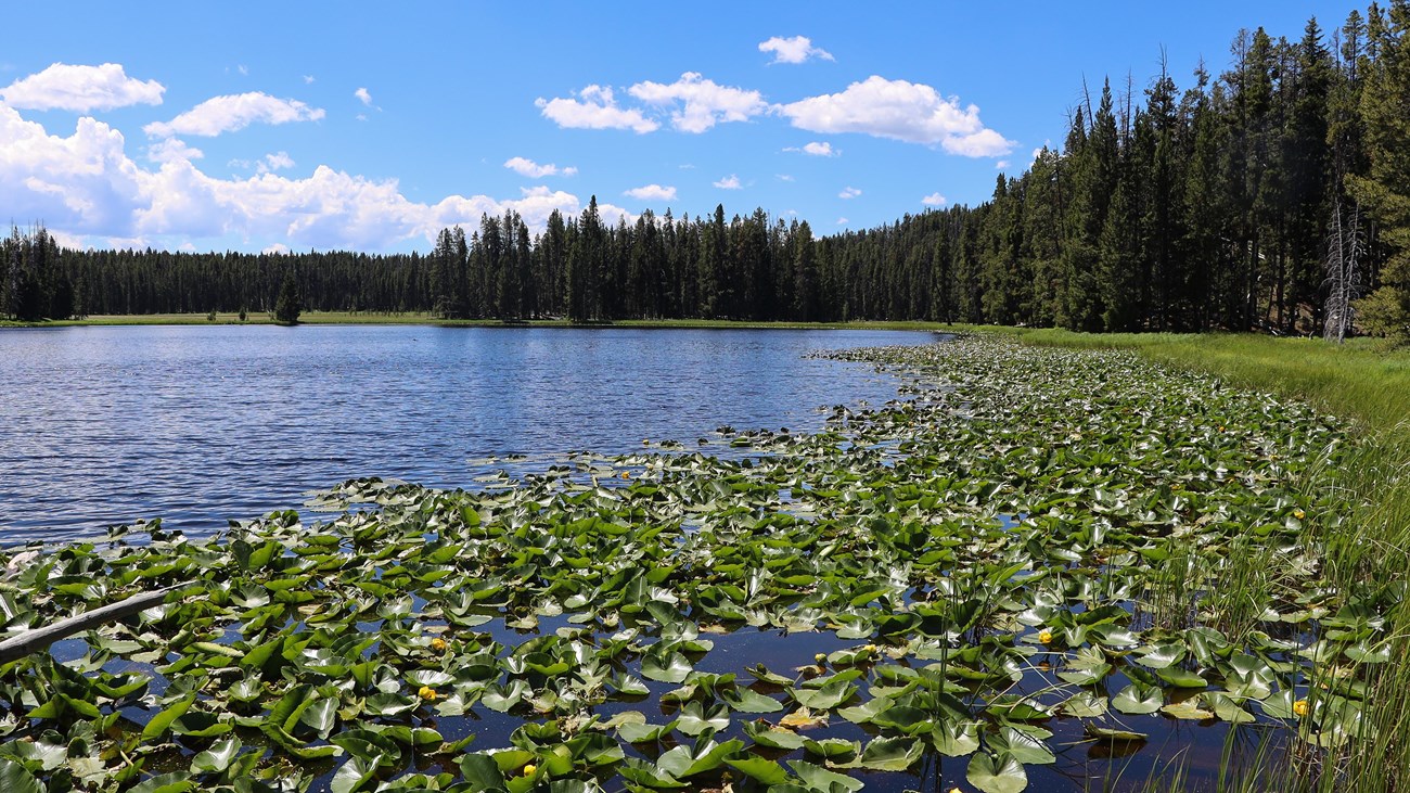 Lily pads cover the edge of a lake surrounded by a forest.