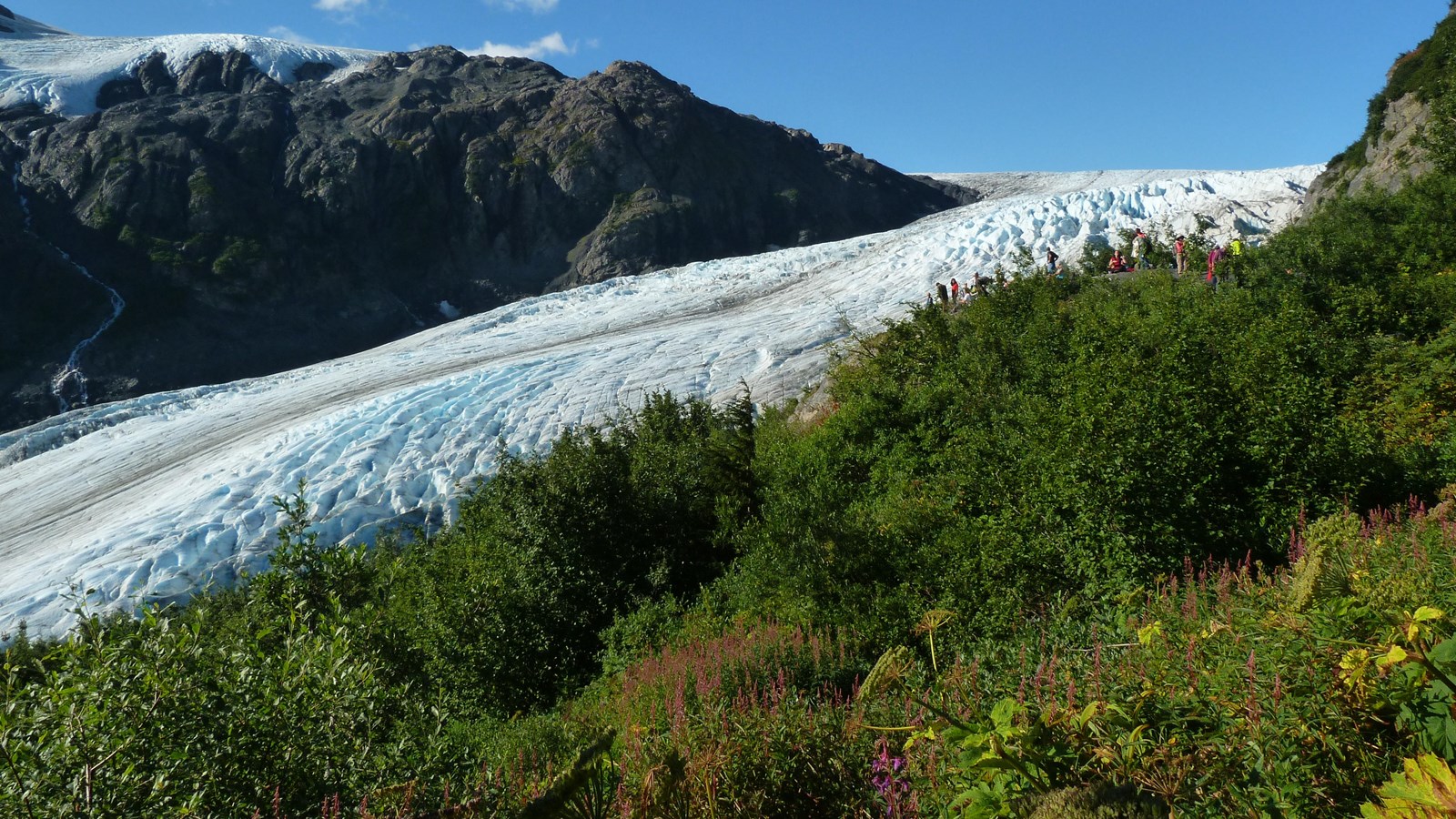 Small plants and shrubs in the front of the image. A white glacier is behind the shrubs flowing down