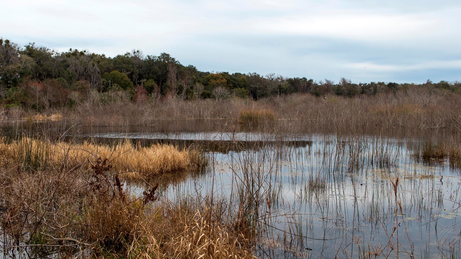a pond in winter with brown plants at the edges