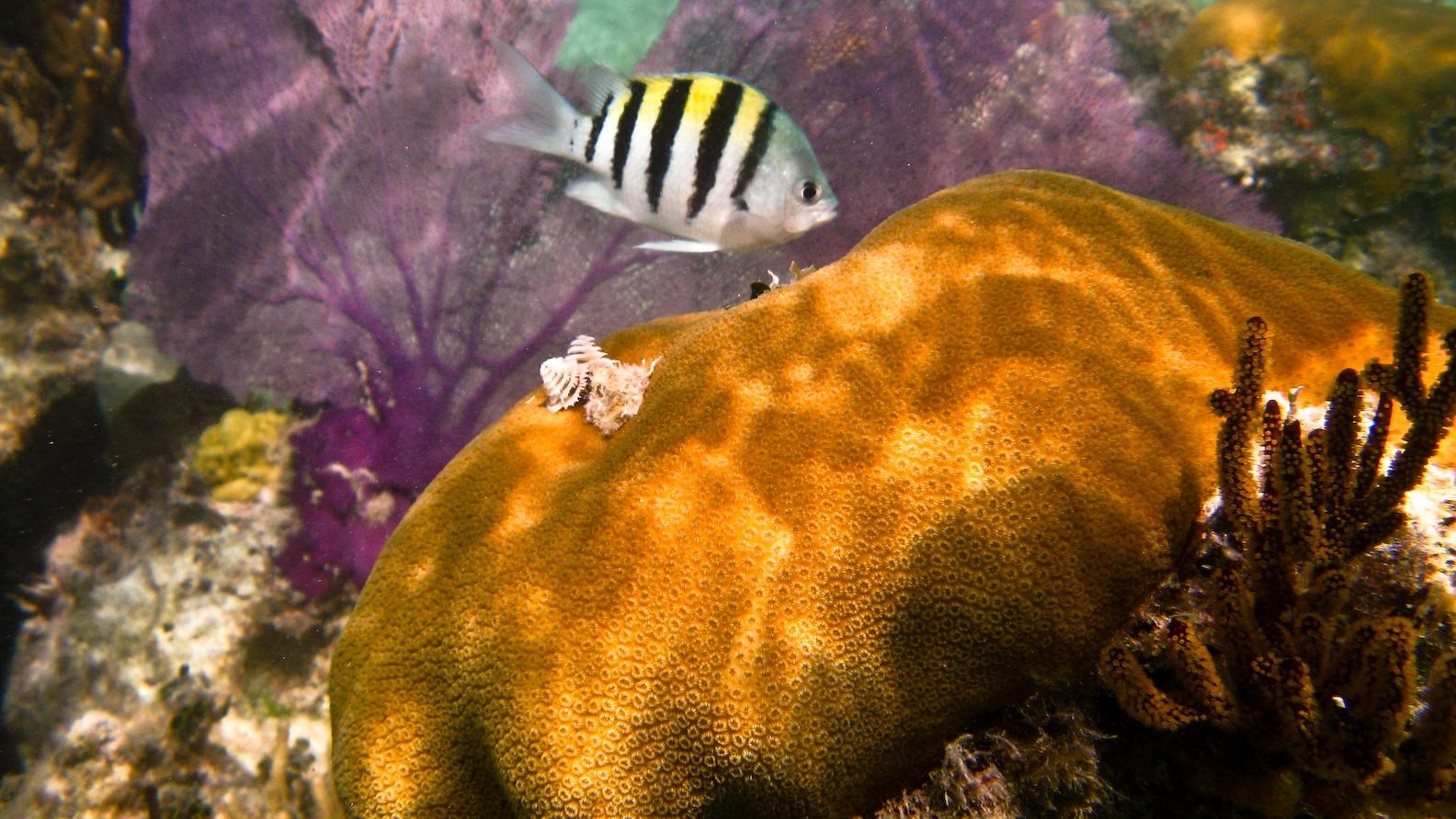 A black and yellow fish swims among purple sea fans and orange star corals