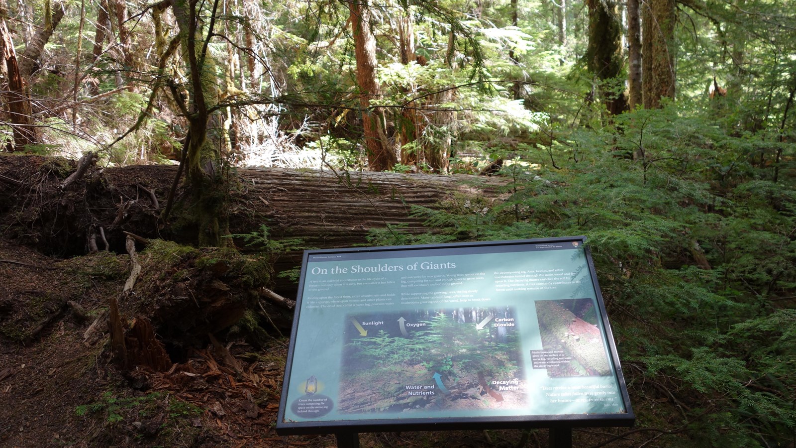 A wayside panel in front of a large nurse log in a dense forest.