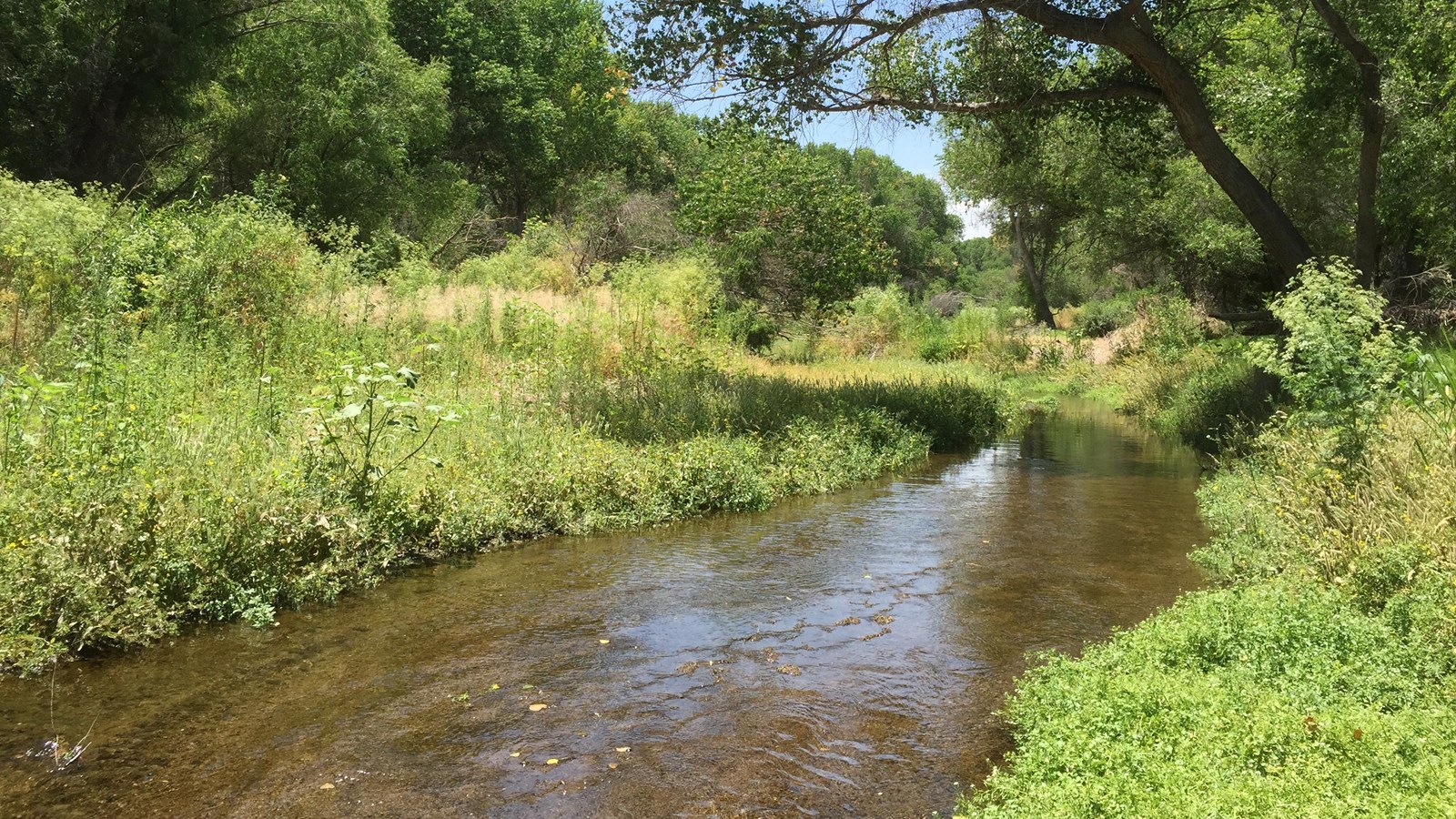 river with dense vegetation on either side and cottonwood tree canopy above