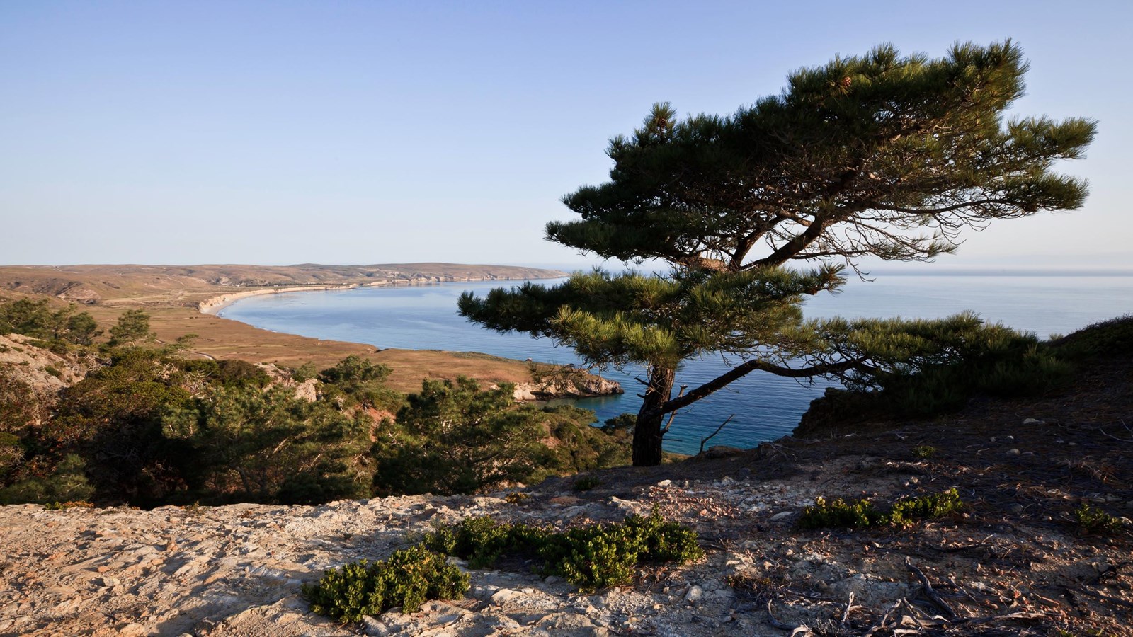 Lone pine tree on a hill arching to the right overlooking a crescent shaped bay with blue ocean wate