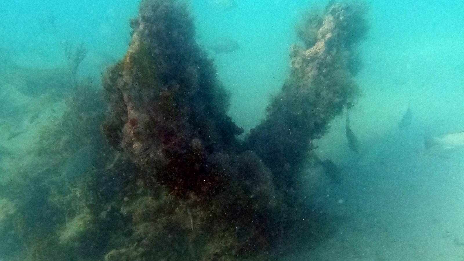 Underwater photo of a shipwreck covered in algae. There are fish around the wreck. Water is teal.