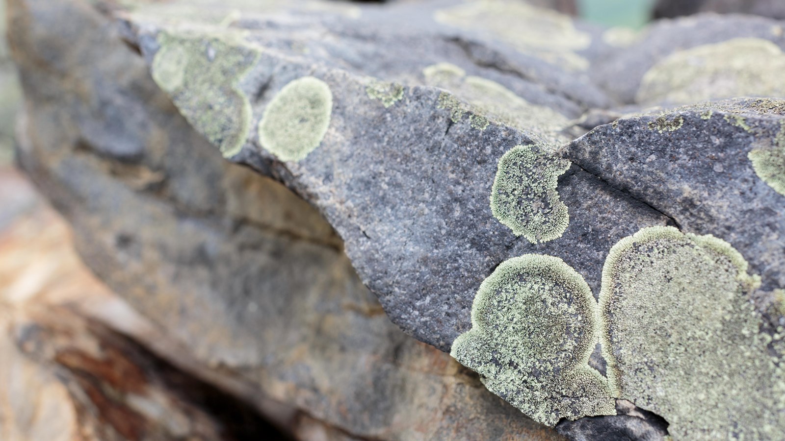 Green lichen grows in circles on the surface of the dark gray stone