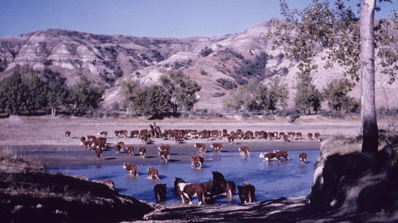 Cattle in the Badlands