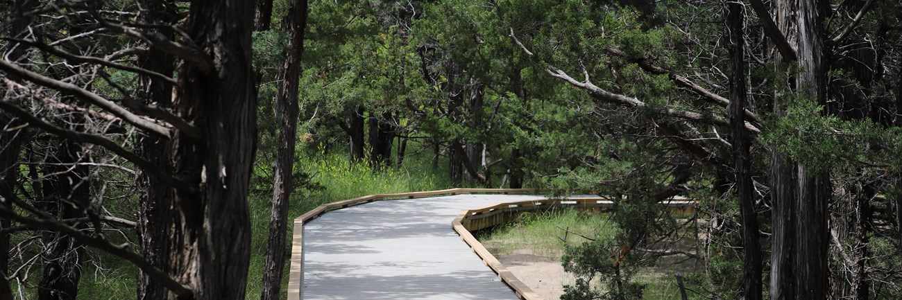 a boardwalk trail leads through a densely wooded grove of juniper trees.