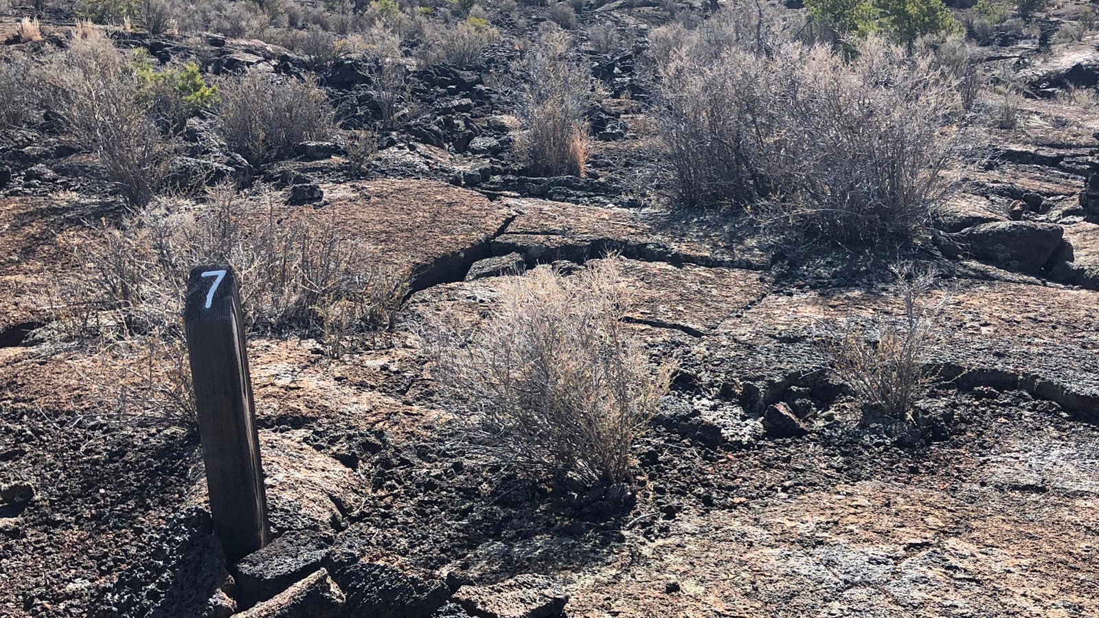 Shrubby bushes obscure the full view of jagged depressions within slabs of lava rock.