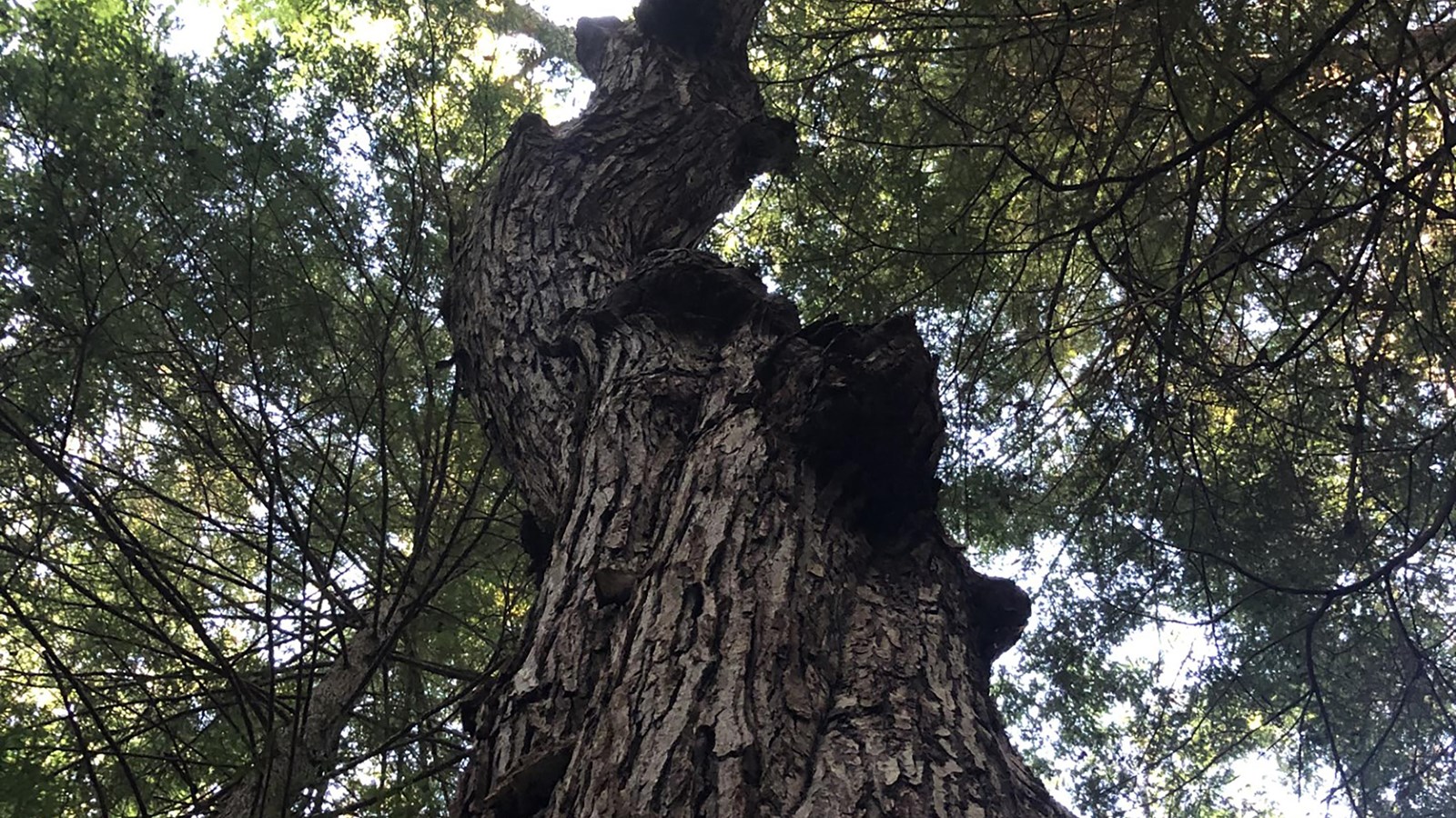 A tall tree with a gnarled and twisted trunk stretching up with green leaves towards the sunny sky.