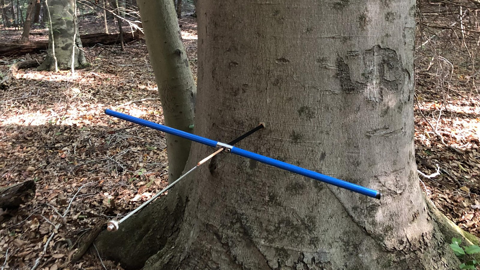A blue and black metal tool shaped like a plus sign has one end stuck into the side of a tree