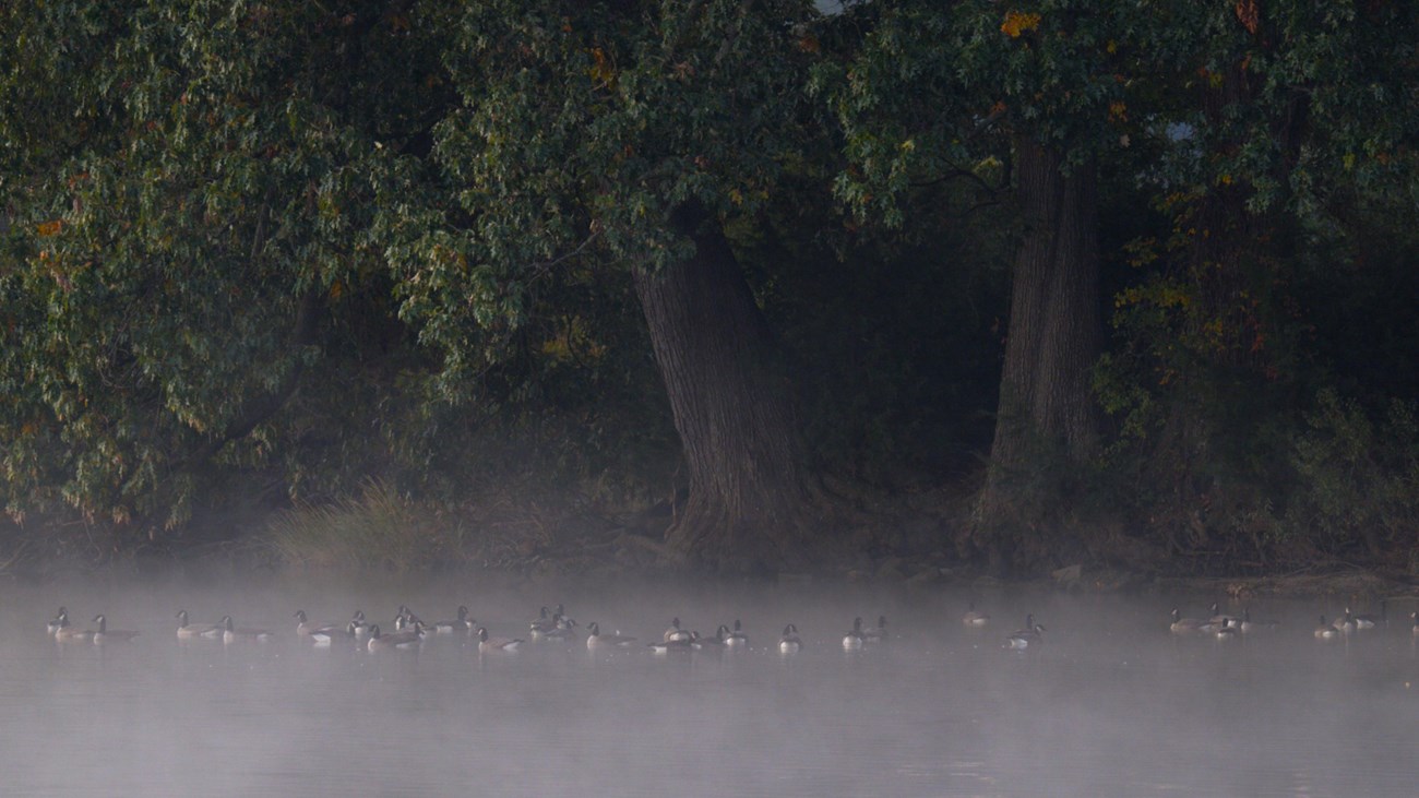A creek with fog showing several geese floating on the water.