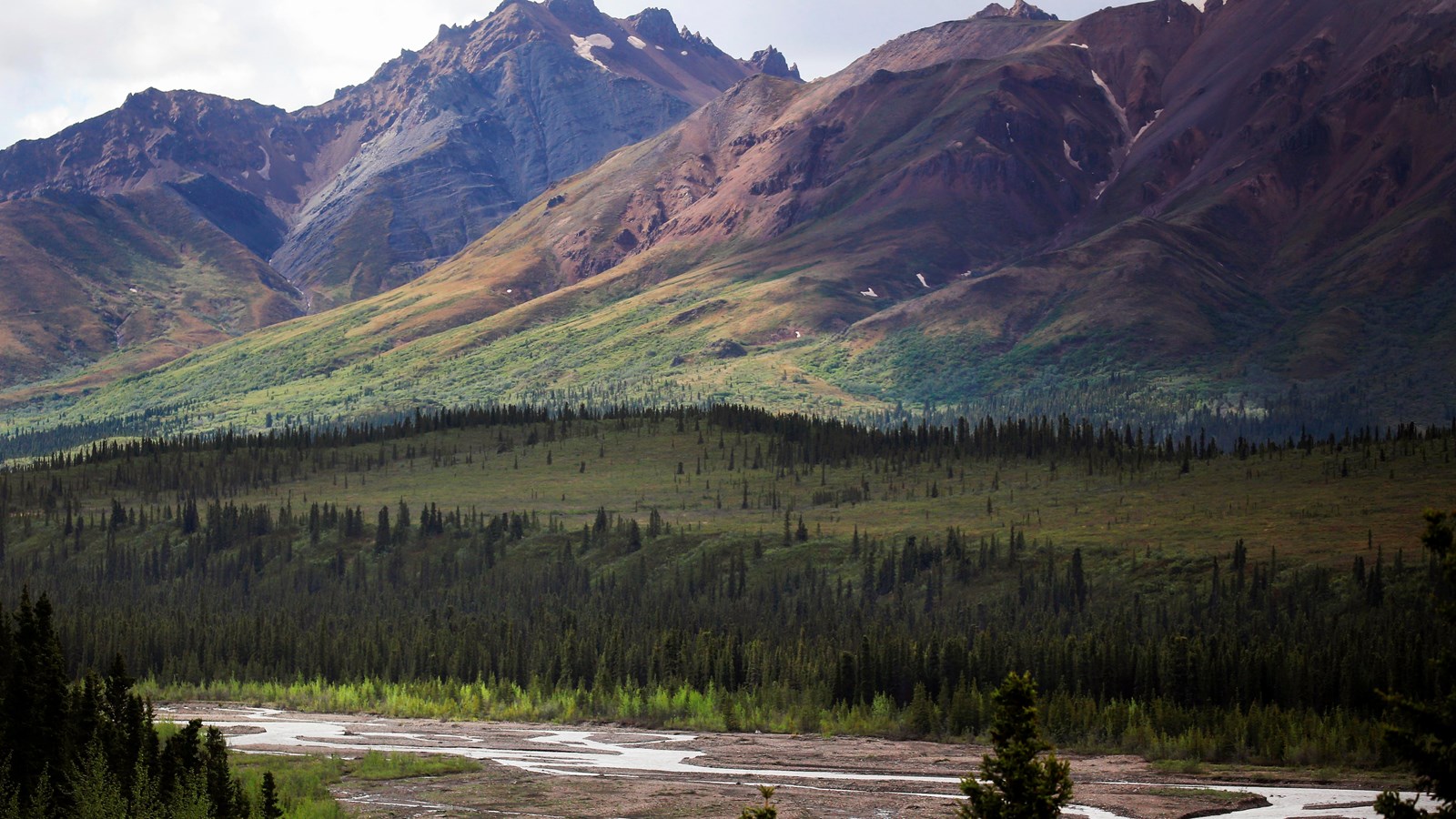 a shallow, braided river flowing past spruce trees and at the foot of mountains