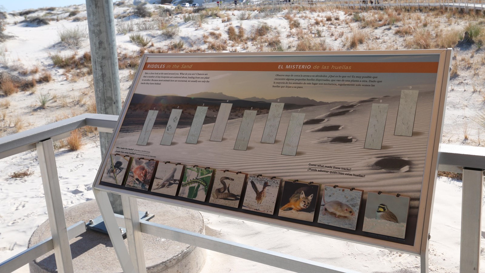 Interpretive sign detailing the different types of tracks found on the sand.