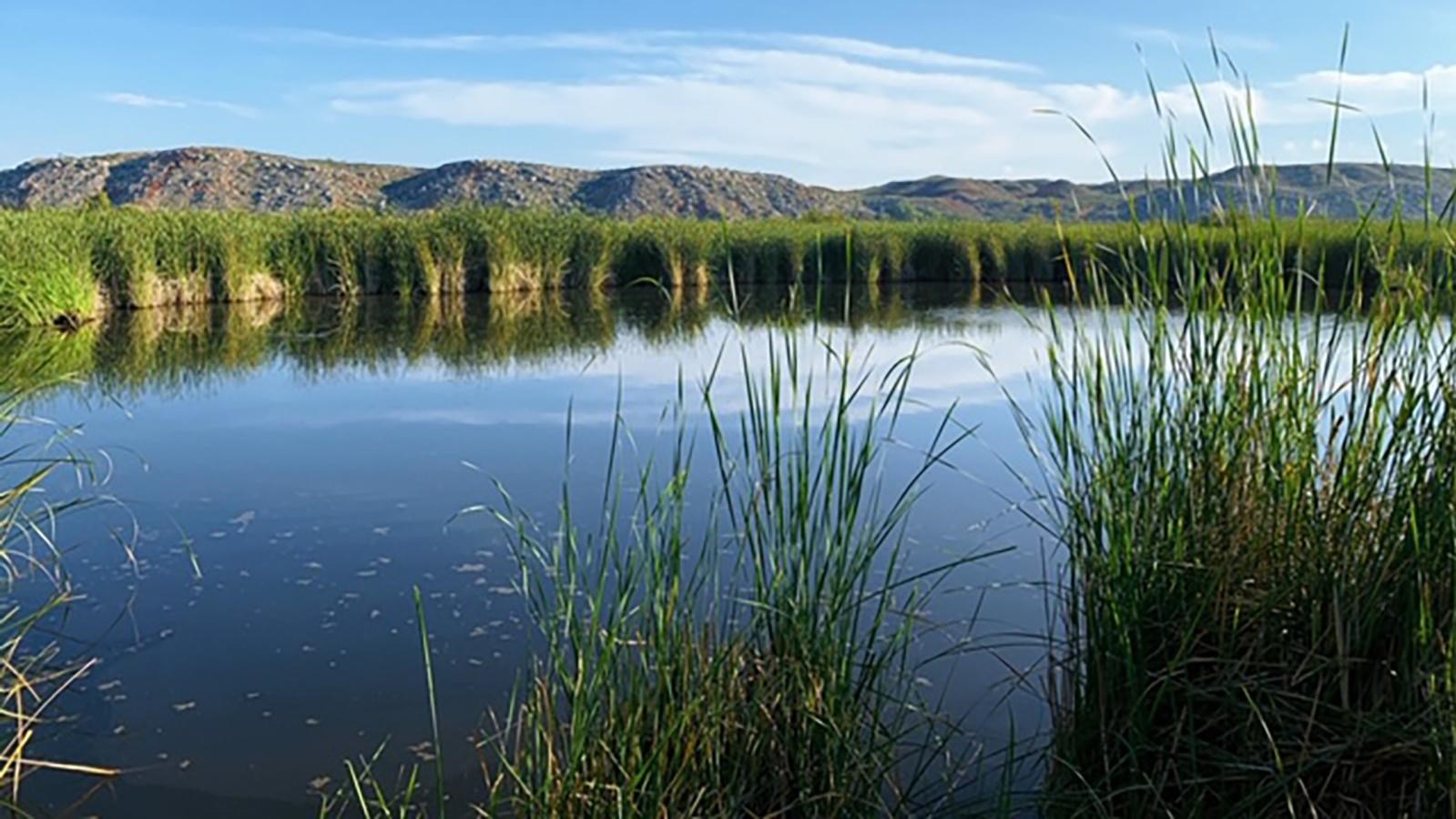 A canal in the wetlands with cattails along the shore. The sky and the water are blue.