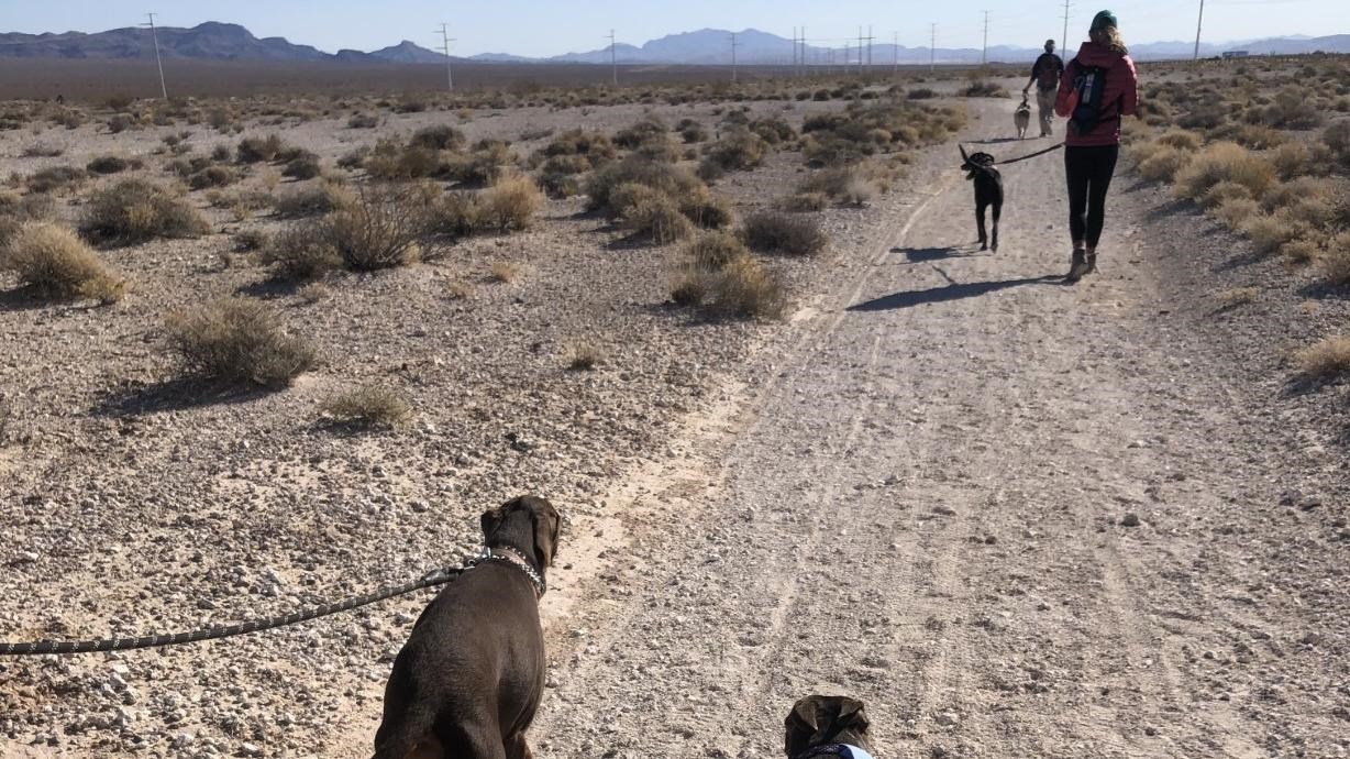 View of hikers and leashed dogs walking on the Aliante Loop Temporary Trail 