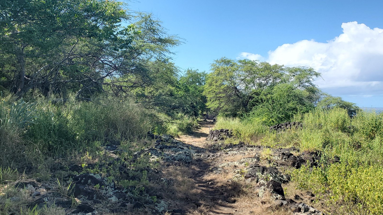 A trail runs parallel to the coastline with rock walls on the upper side and overgrown vegetation