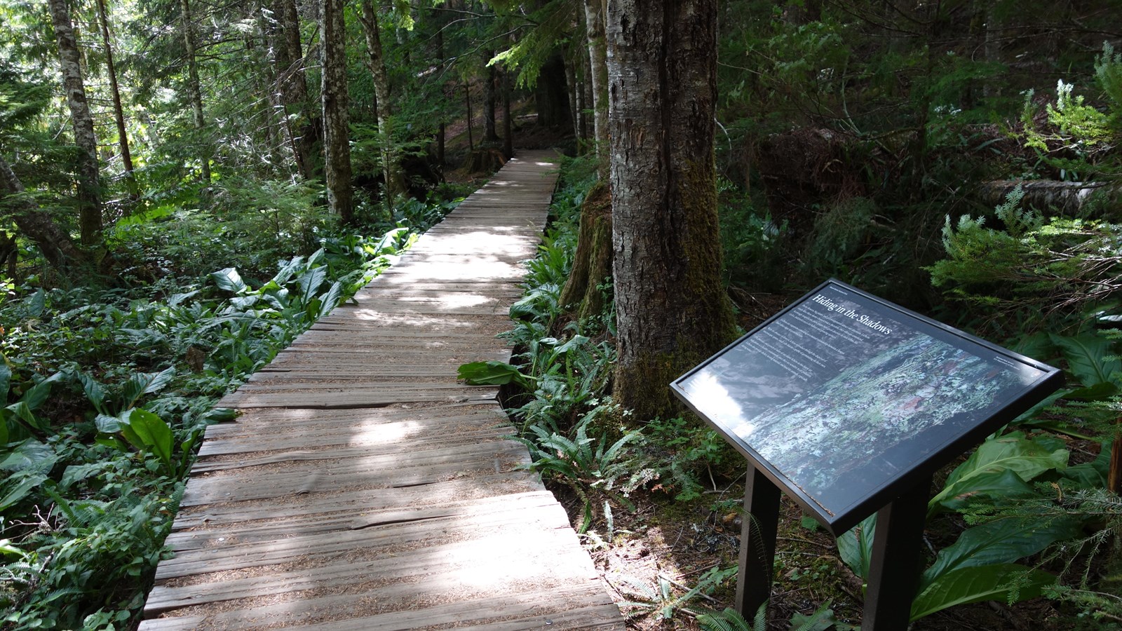 An exhibit panel next to a boardwalk in a forest. 