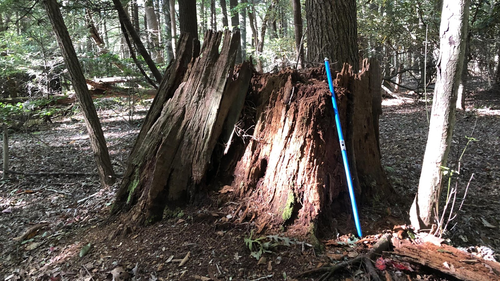 A blue metal rod shaped tool leaning up against a decomposing reddish brown large tree stump.