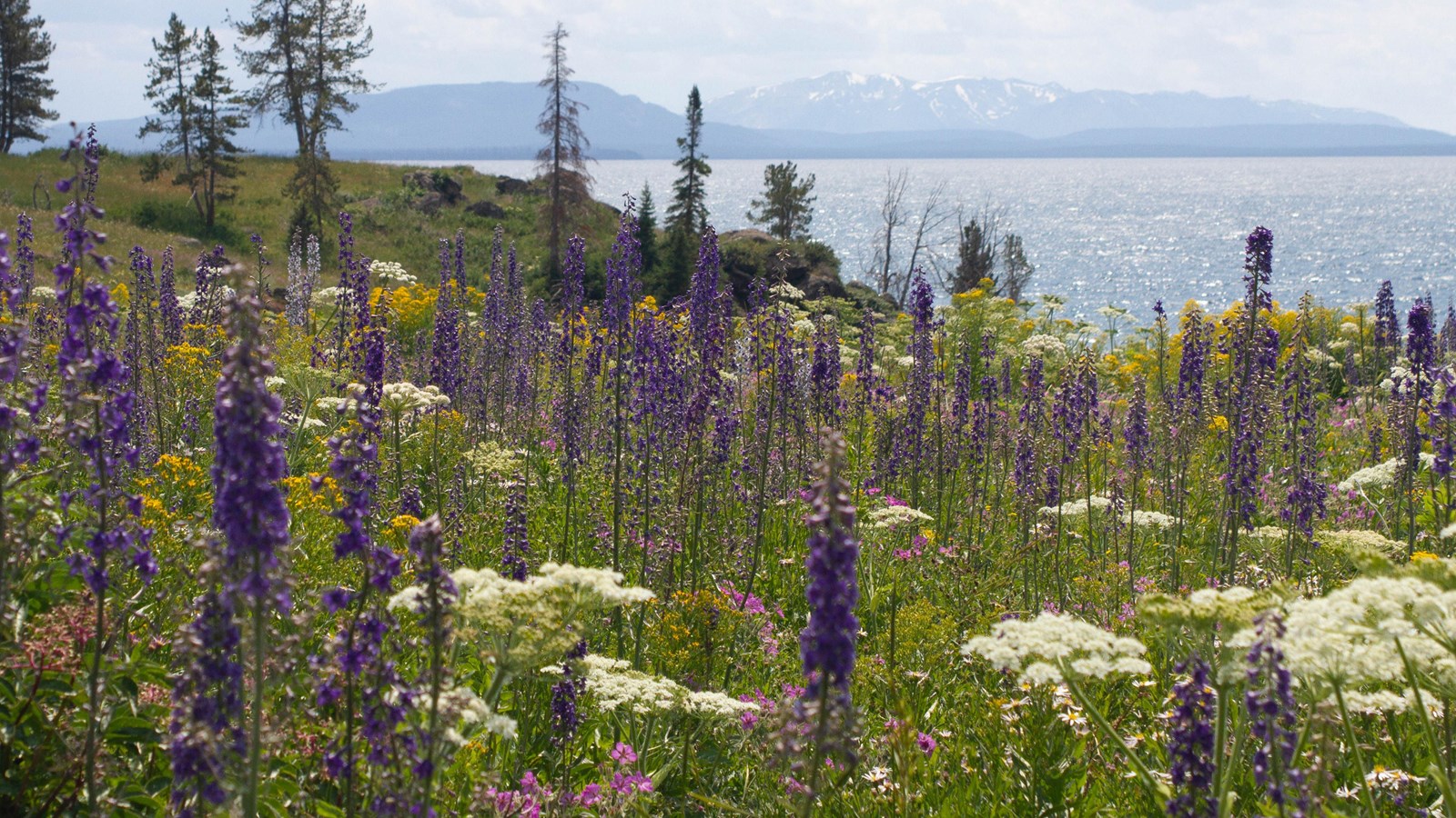 A field of wildflowers are in the foreground of a large lake with mountains in the distance.