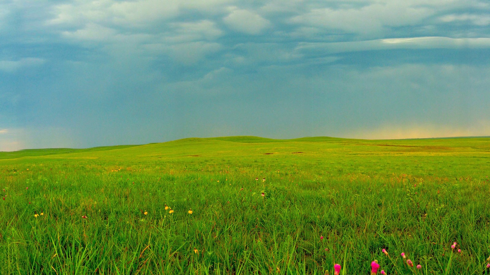 An expansive tallgrass prairie with summer flowers, under a stormy sky.