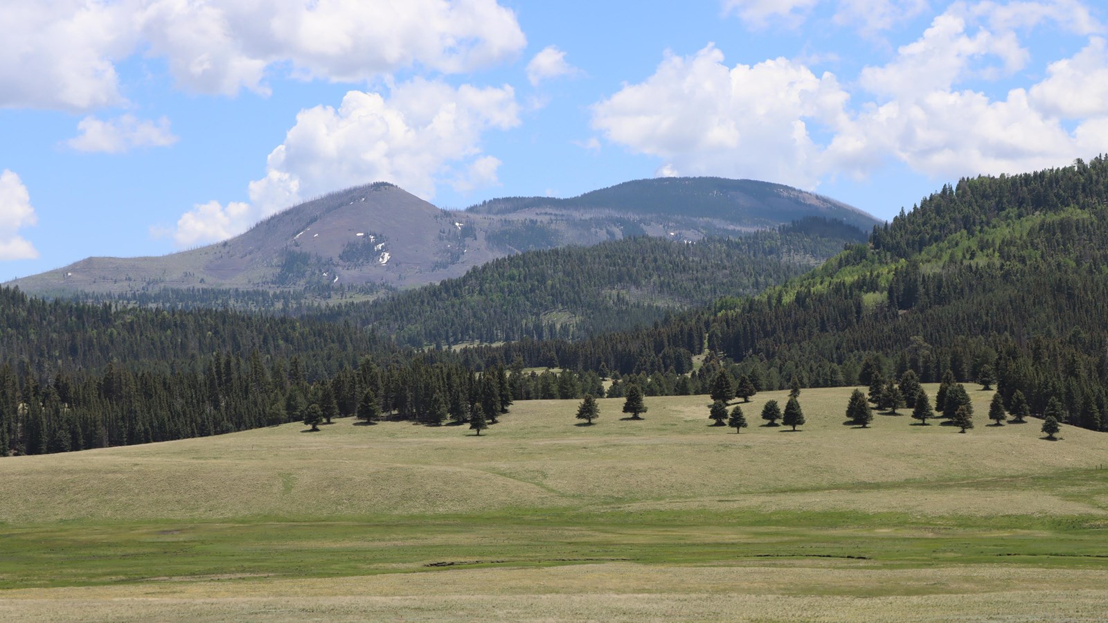 A grassland with forested mountains on the other side.