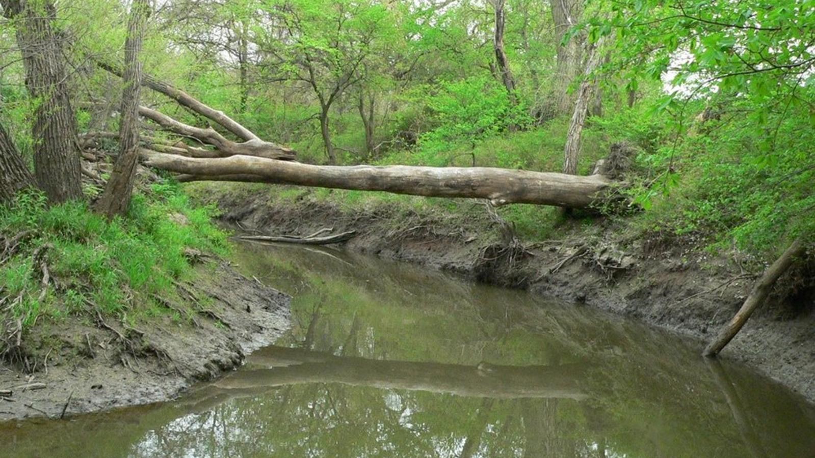 A river bend with green vegetation on either side