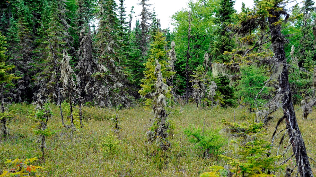 A bog surrounded by conifers on Raspberry Island. 