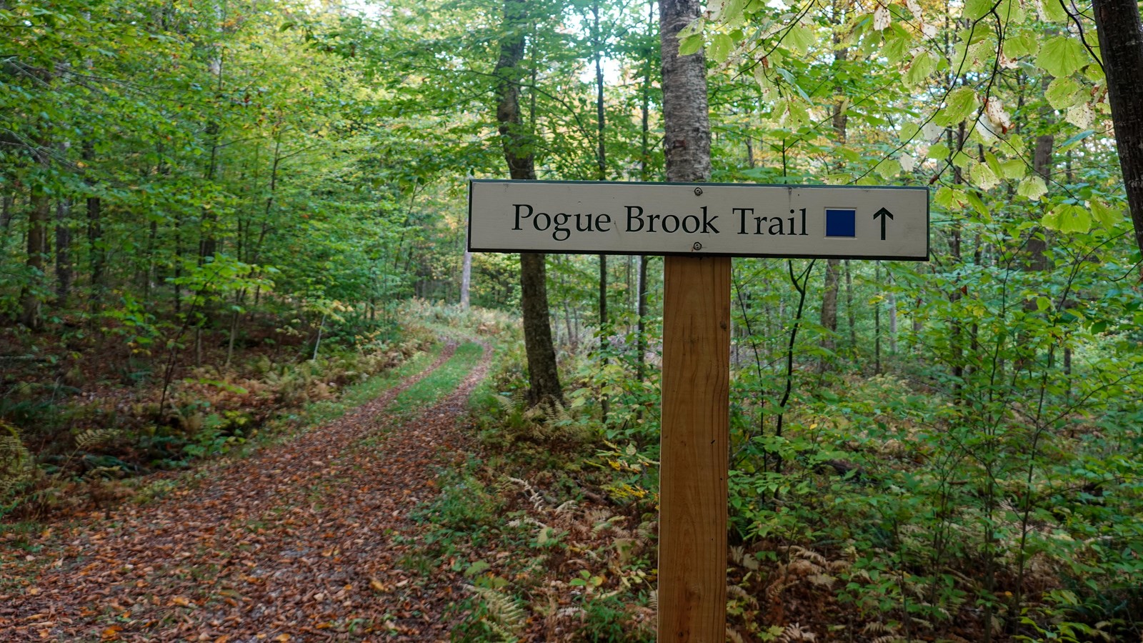 Sign and start of pogue brook trailhead