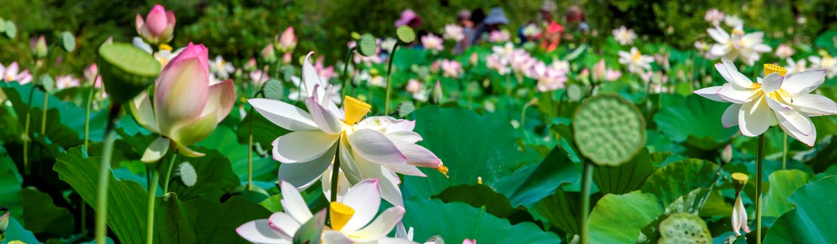 Flowers at Kenilworth Gardens Lotus Festival in 2016.