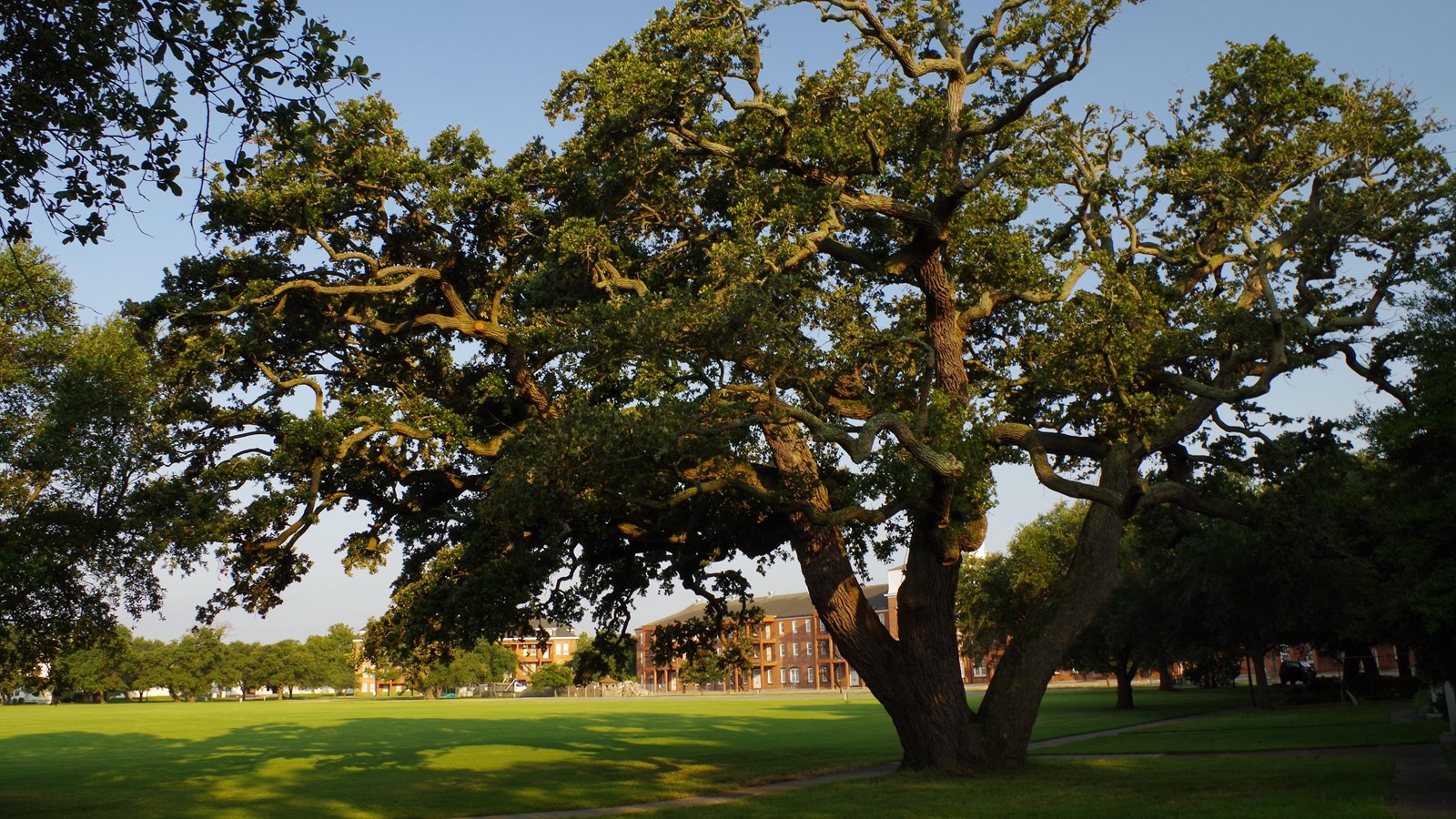 Large live oak tree casting long shadows under clear blue skies with morning light in the tree tops