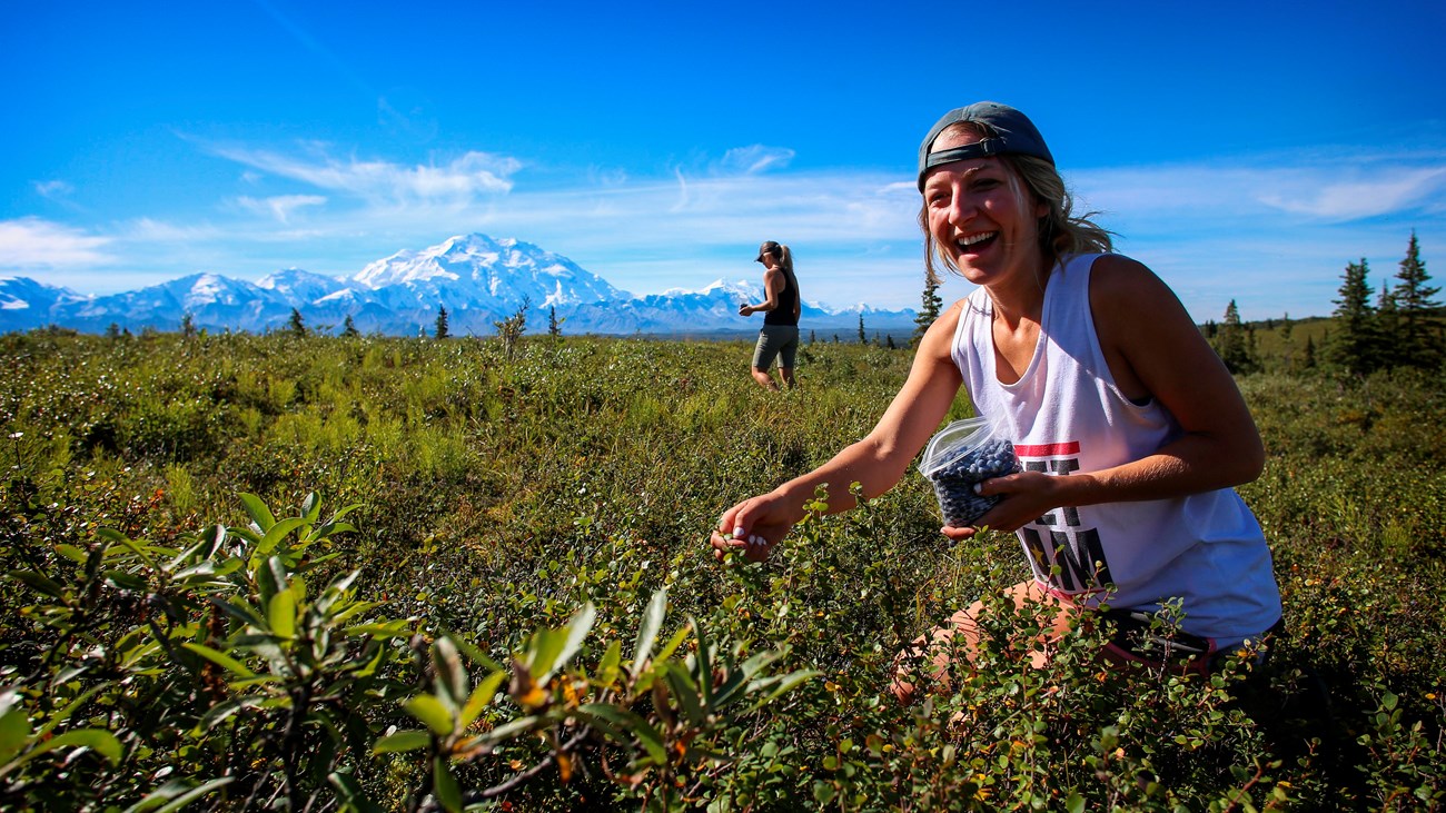 two women picking berries in a shrubby meadow, a huge snowy mountain visible in the distance