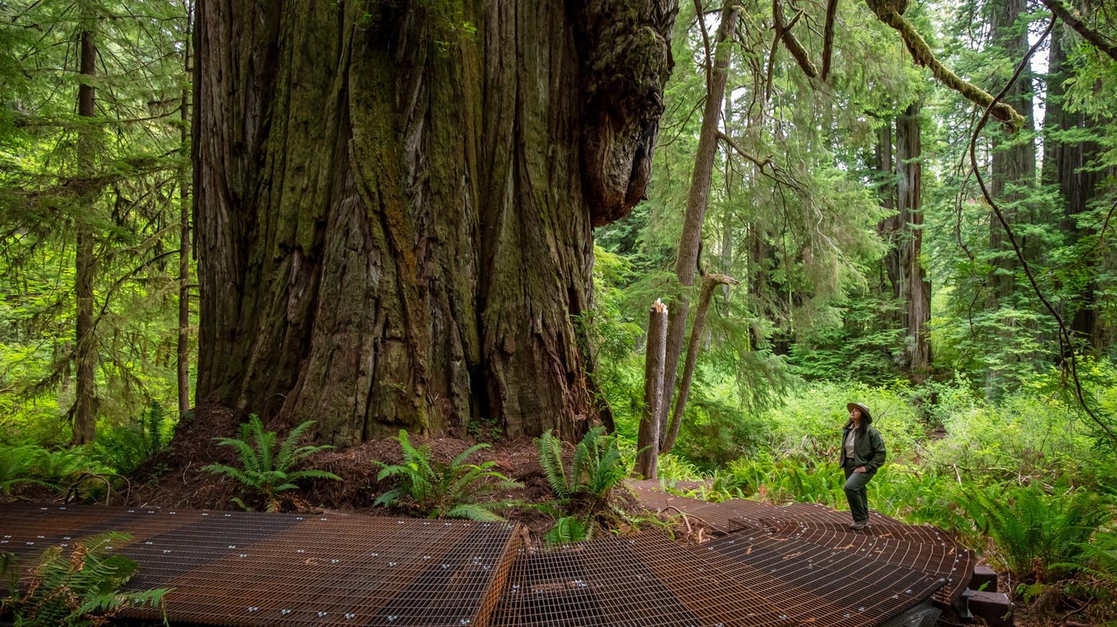 A female park ranger stands on a metal elevated boardwalk next to a large redwood tree.