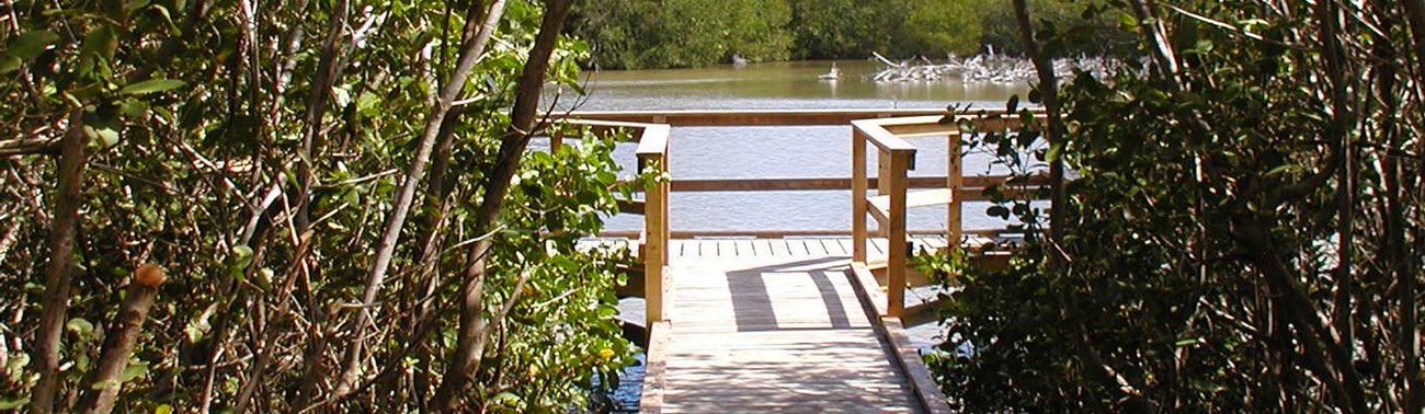 Frances Bay Board Walk and viewing platform