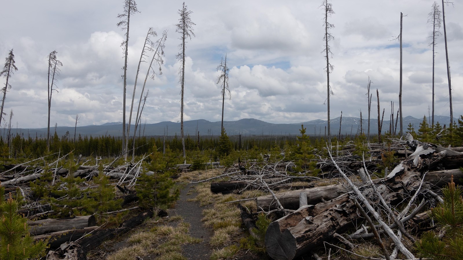 A burned area with down trees, new growth, and mountains in the distance.
