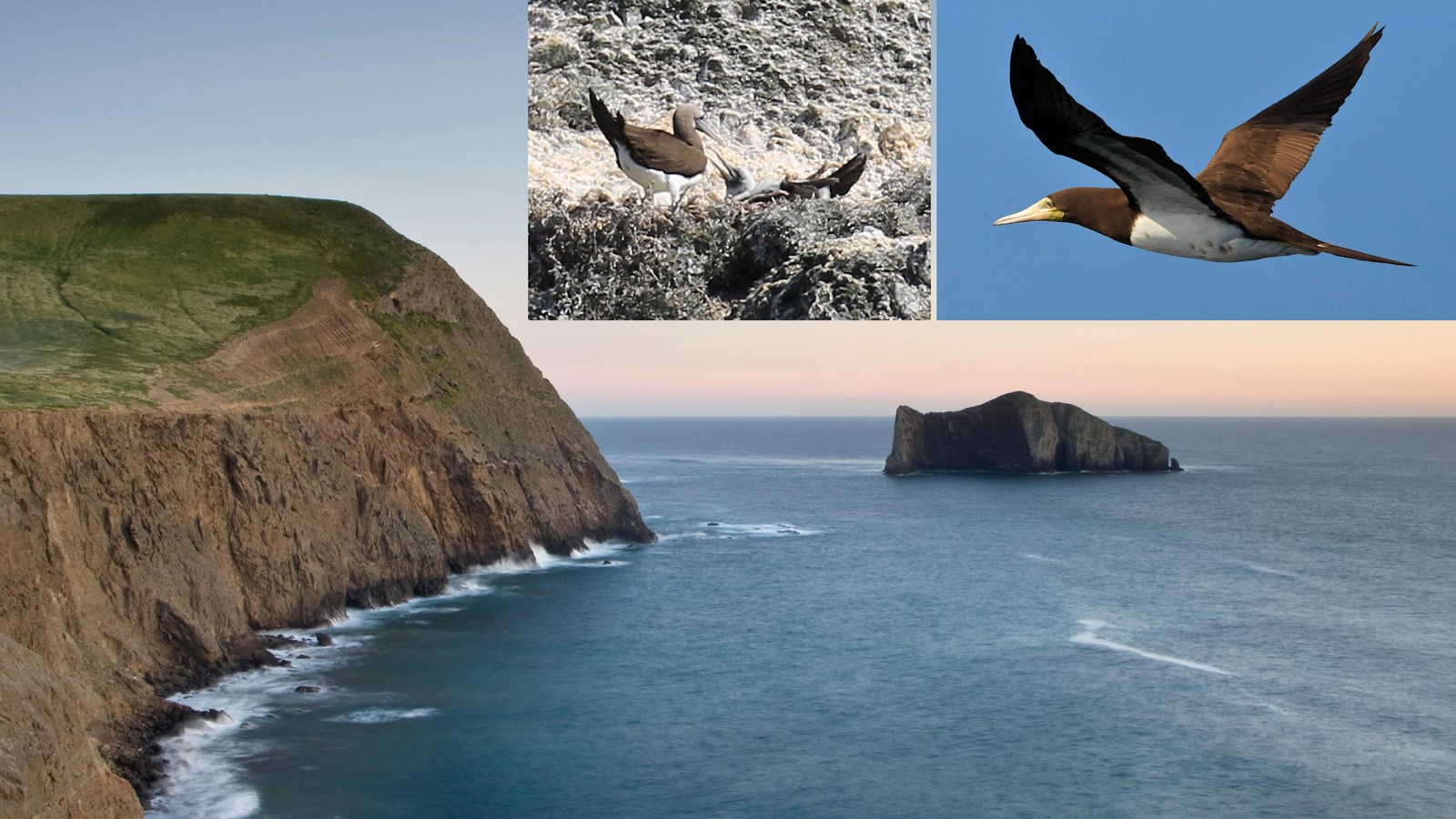 Rocky islet with steep cliffs offshore of a larger island with seabirds. 