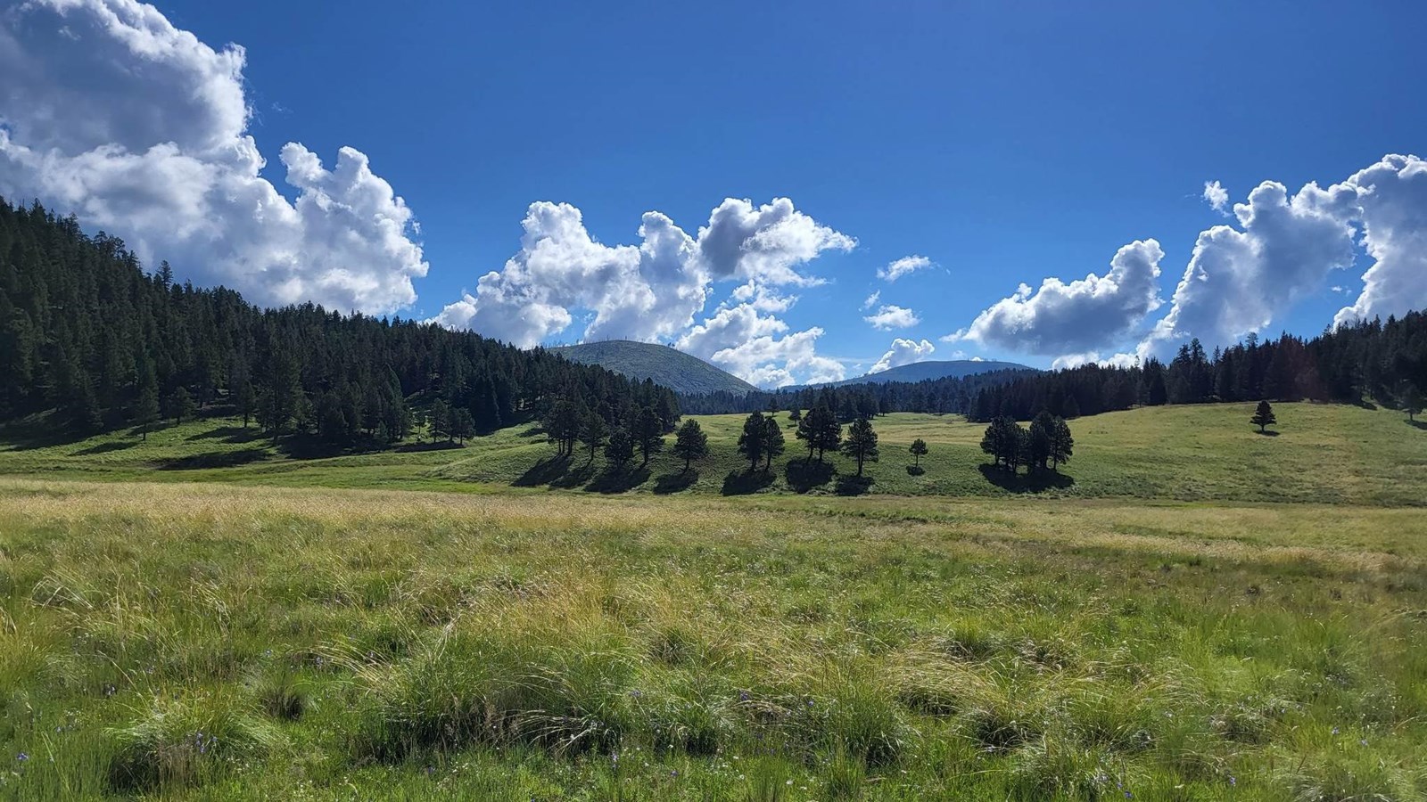 A vibrant, rolling grassland surrounded by forested slopes.