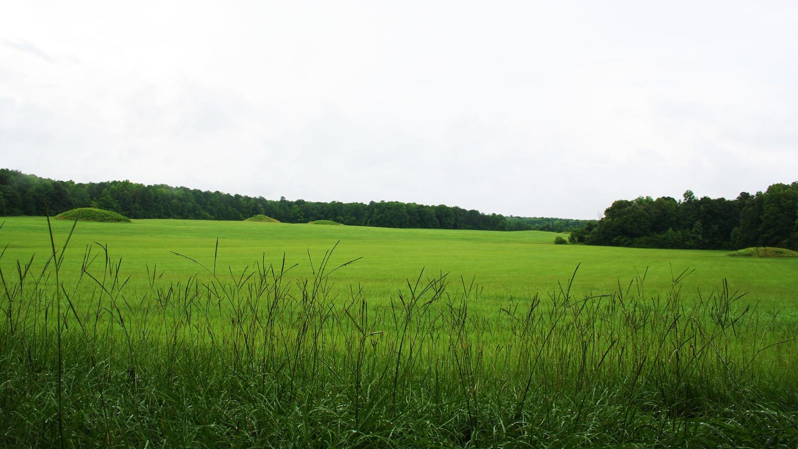 Tall green grass stands in the front, a field separates the viewer from 6 visible mounds.