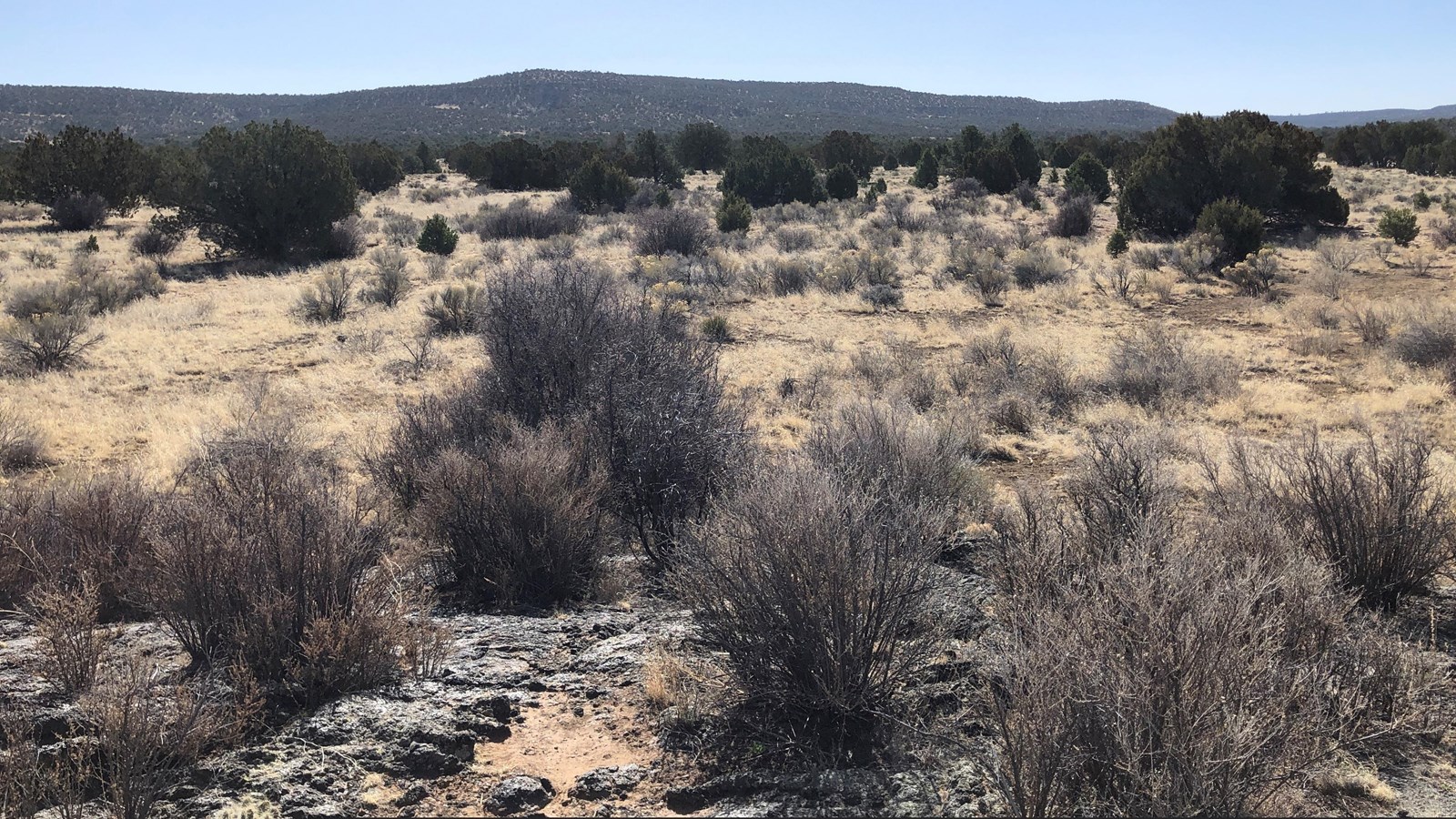 Spindly shrubs grow on top of bluish-black lava rock. A grassy area filled with trees stretches out