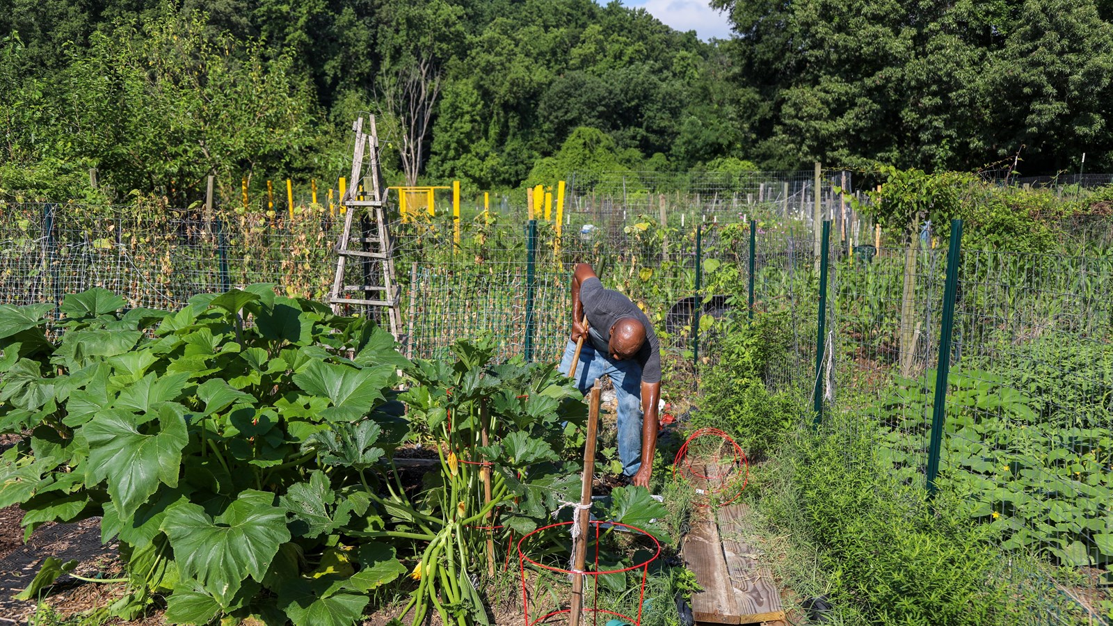 A large community garden