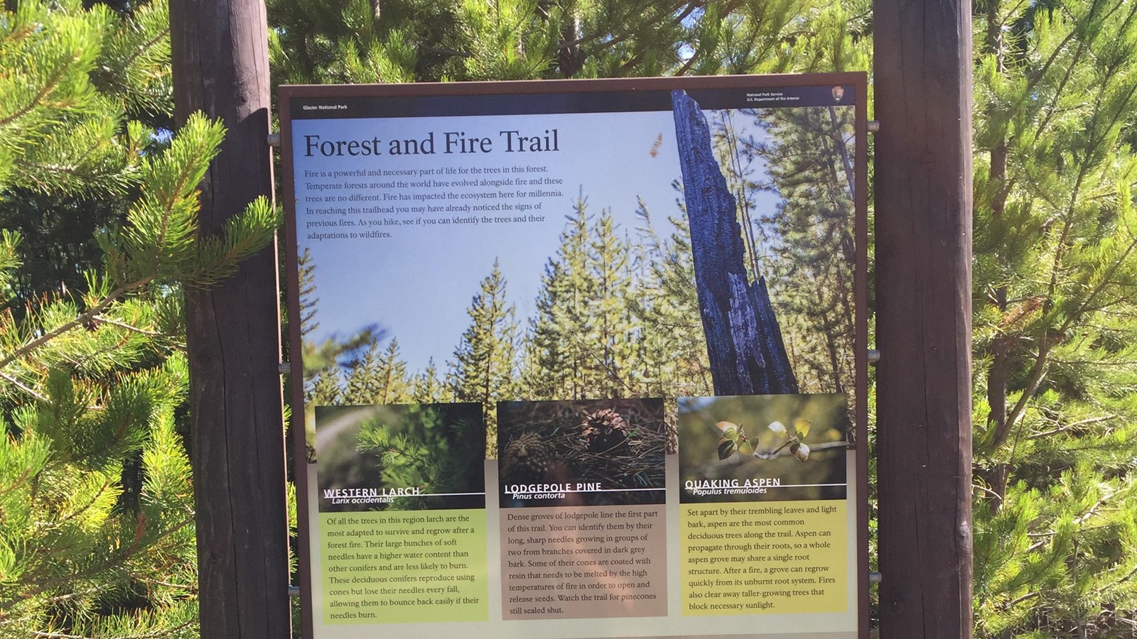 An upright panel describes the trail and the trees you might find along it. 