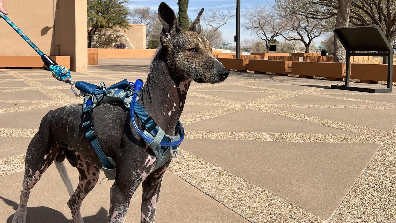 A hairless dog enjoys the esplanade at Chamizal National Memorial
