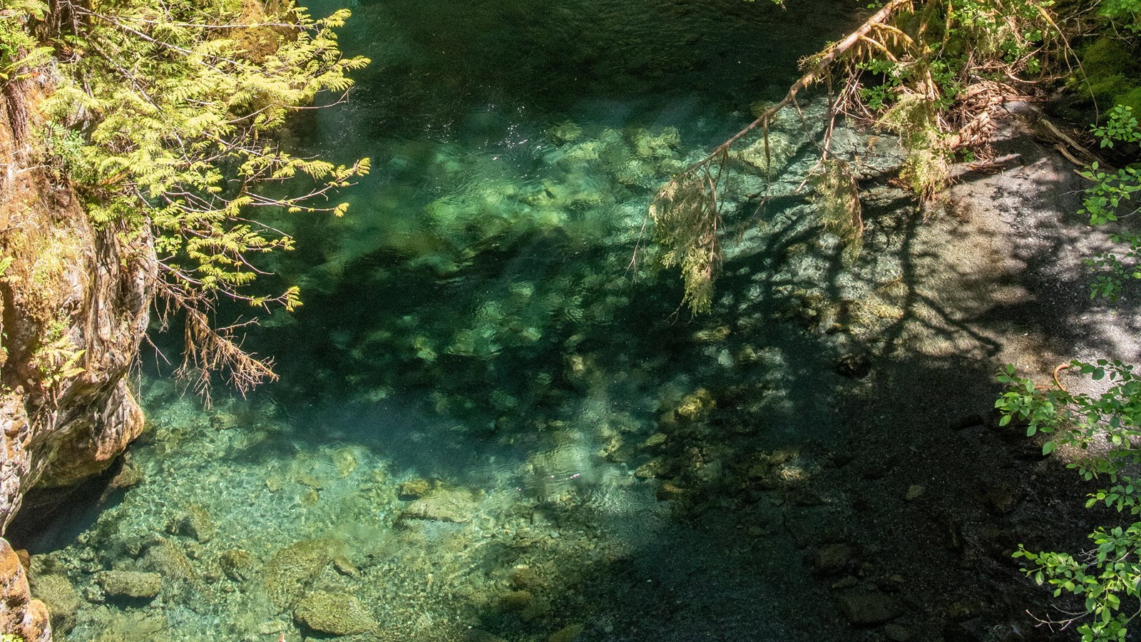 A clear turquoise river flows through a forest, viewed from above.